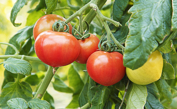 吉野農園のフルーツトマト