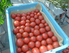 フルーツ・トマト